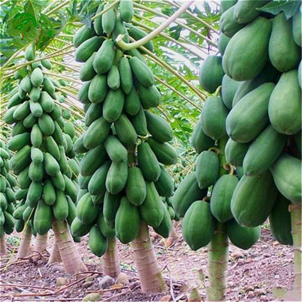 images/annonces/2016-Seeds-Of-10-Seeds-Maradol-Papaya-Seeds-Vegetable-Fruit-Tree-Plants-_PpF9YlD.jpg